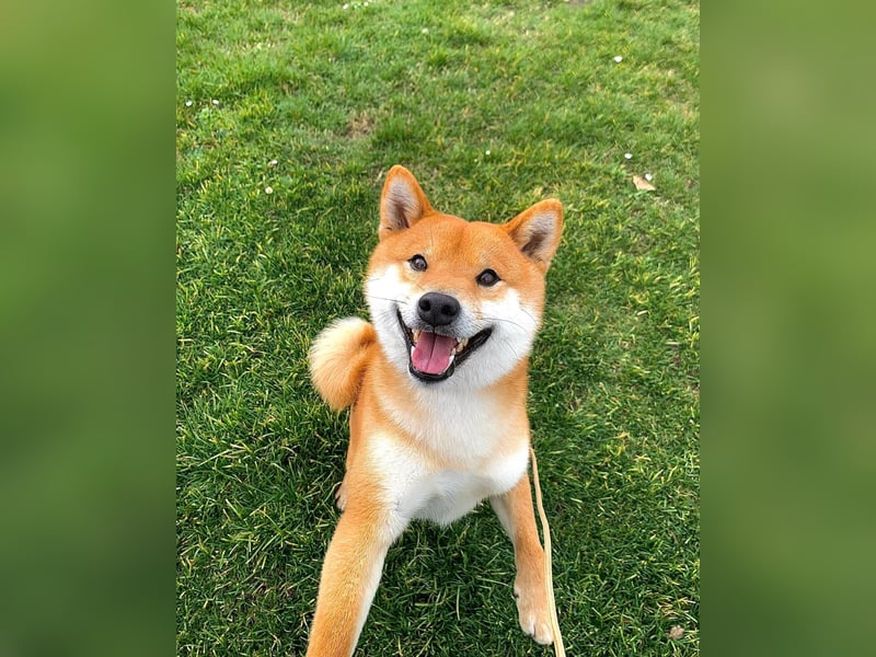 Shiba inu puppies FCI pedigree