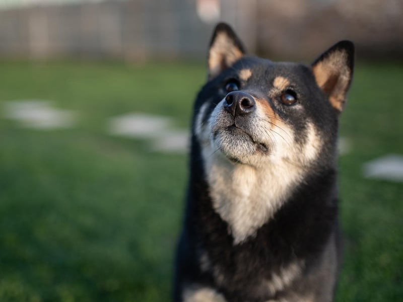 Shiba inu puppies FCI pedigree
