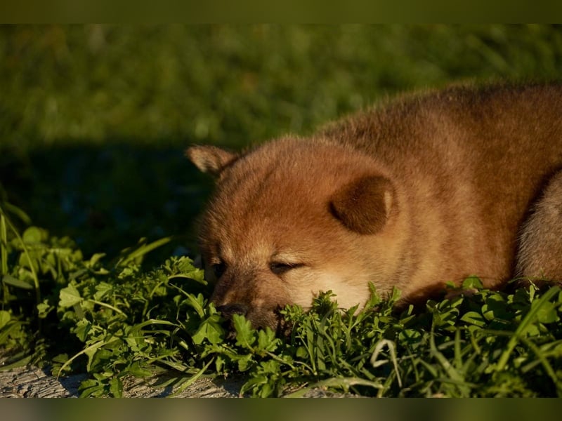 Shiba inu puppies FCI pedigree