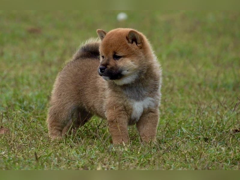 Shiba inu puppies FCI pedigree