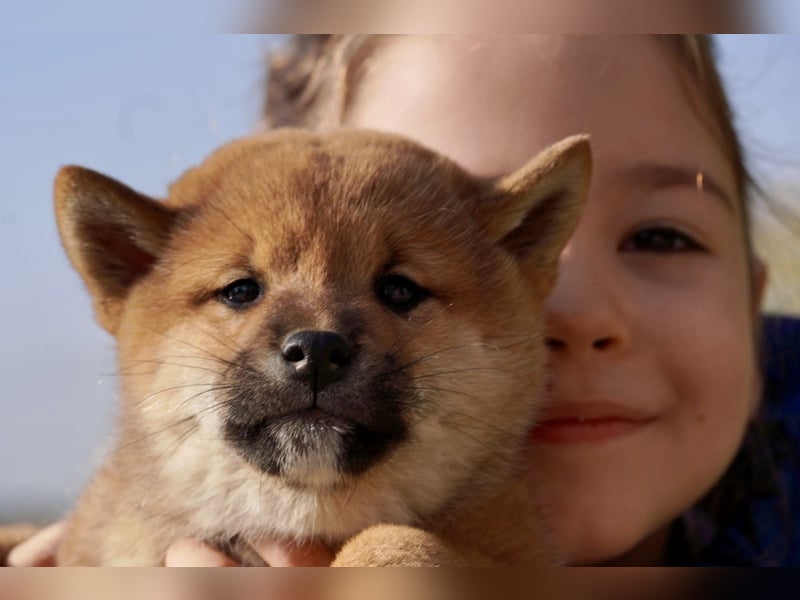 Shiba inu puppies FCI pedigree