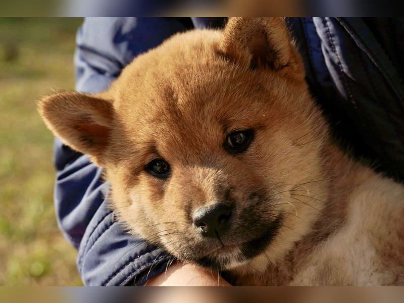 Shiba inu puppies FCI pedigree