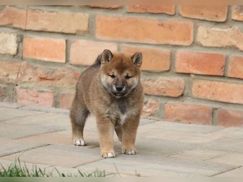 Shiba inu Welpen