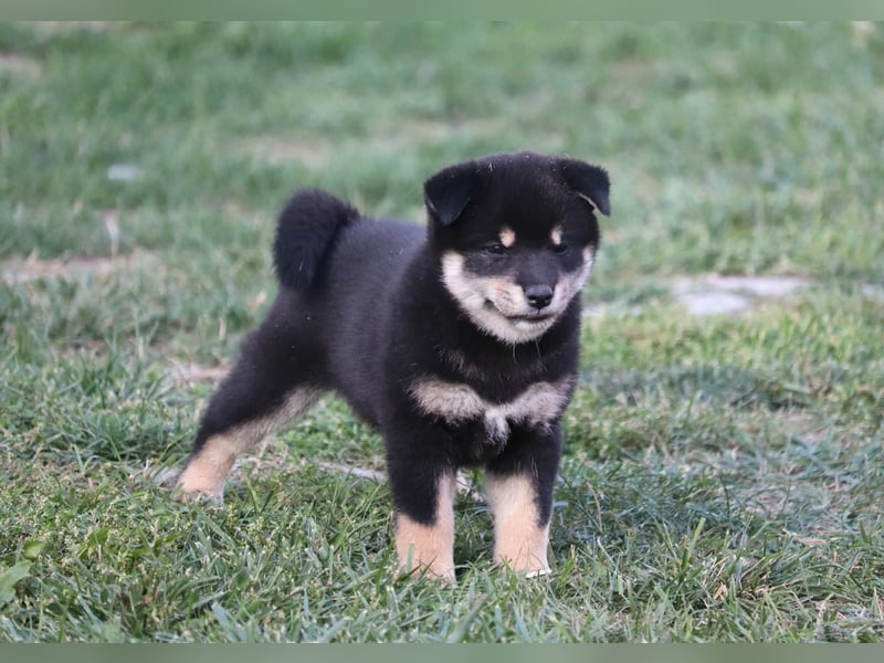 Shiba inu Welpen