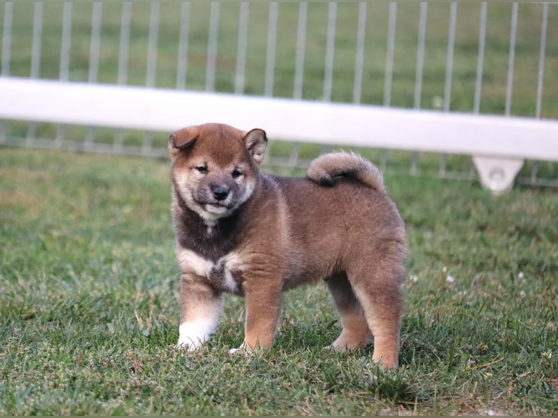 Shiba inu Welpen
