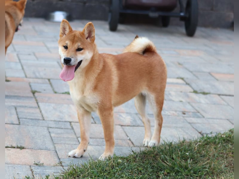 Shiba inu Welpen