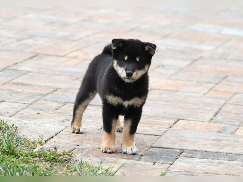 Shiba inu Welpen
