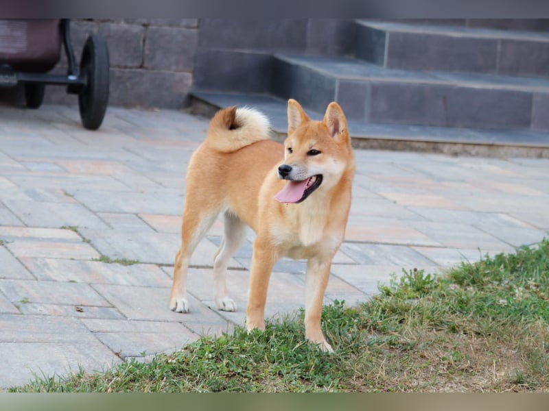 Shiba inu Welpen