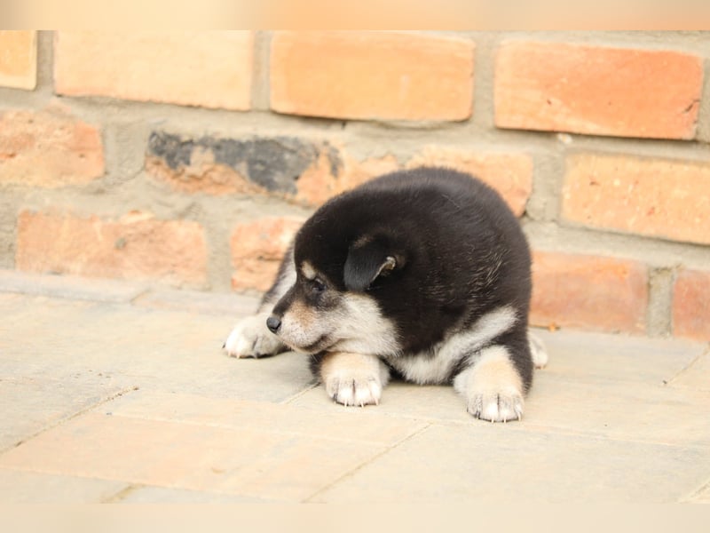 Shiba inu Welpen