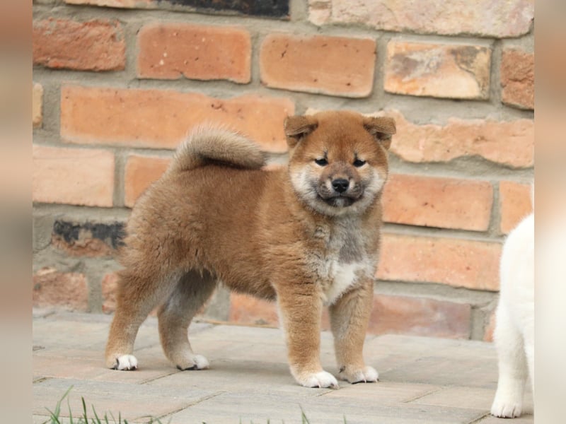 Shiba inu Welpen