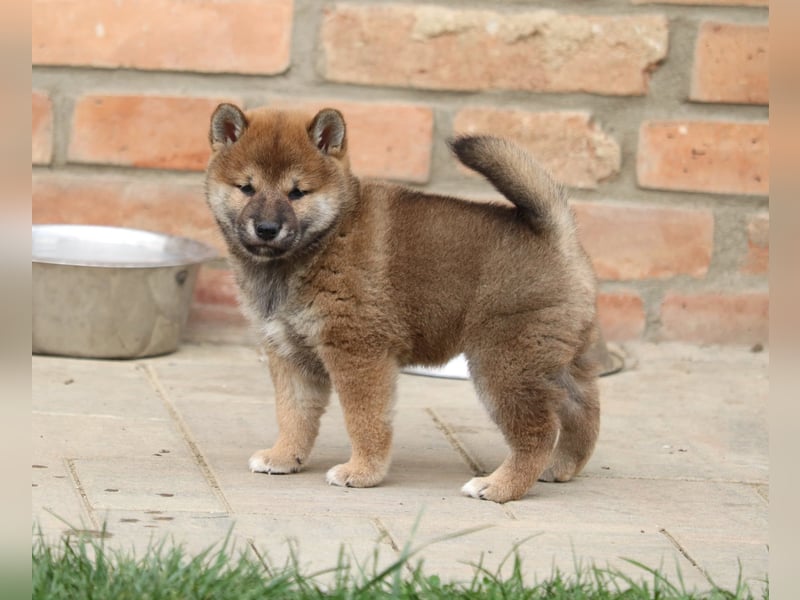 Shiba inu Welpen