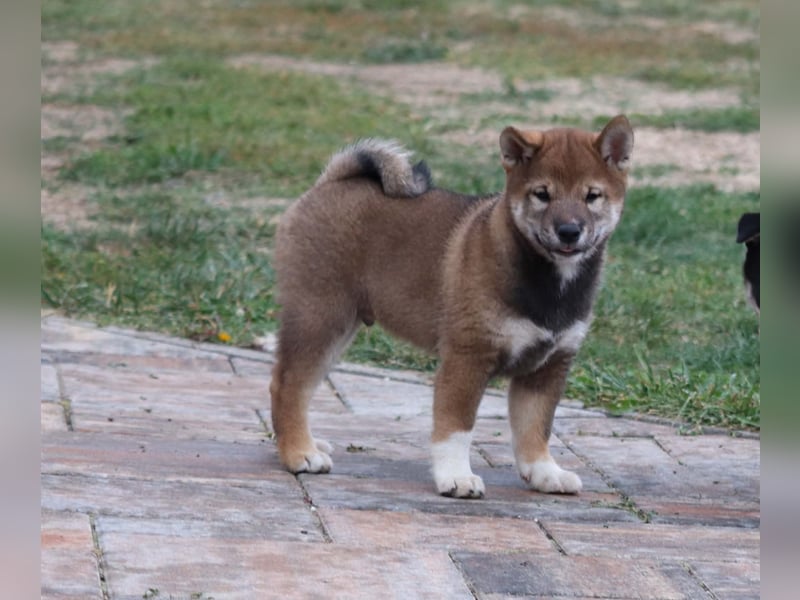 Shiba inu Welpen