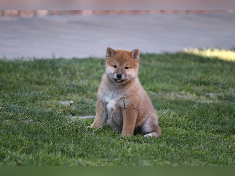 Shiba inu Welpen