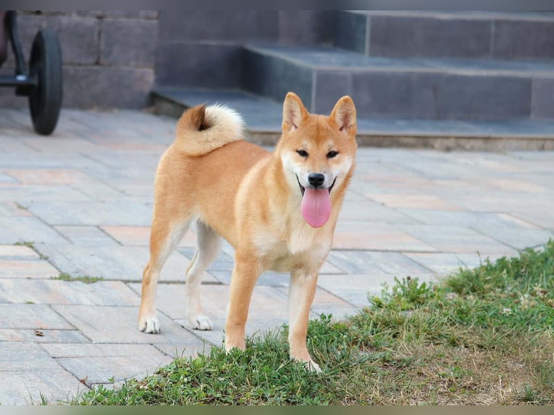 Shiba inu Welpen