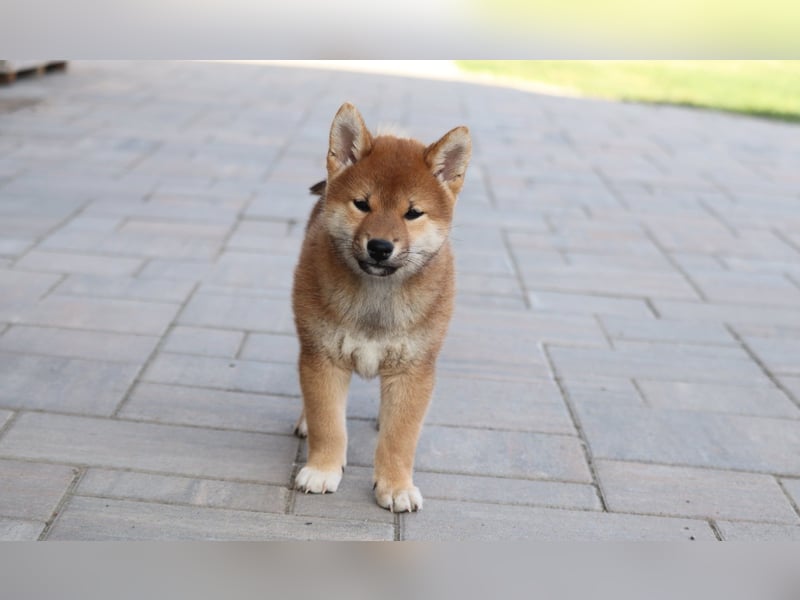 Shiba inu Welpen