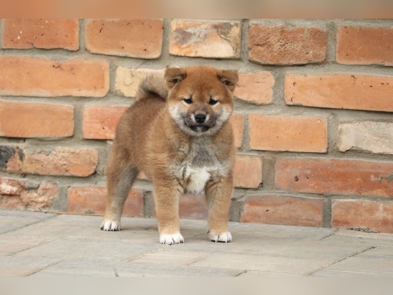 Shiba inu Welpen