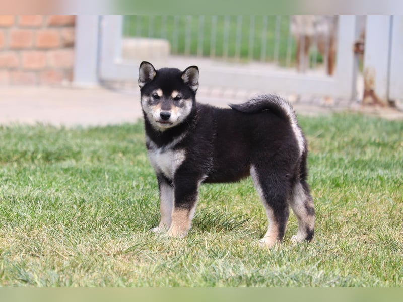 Shiba inu Welpen