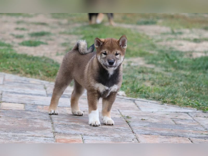 Shiba inu Welpen