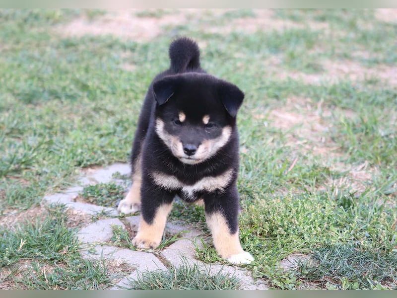 Shiba inu Welpen