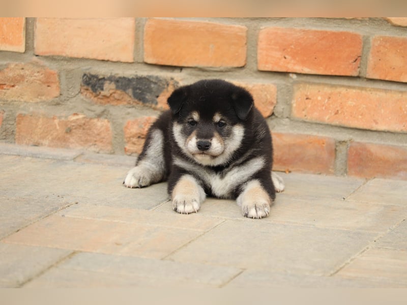 Shiba inu Welpen