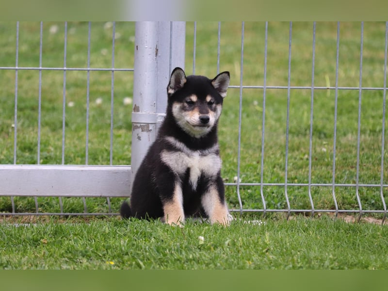 Shiba inu Welpen