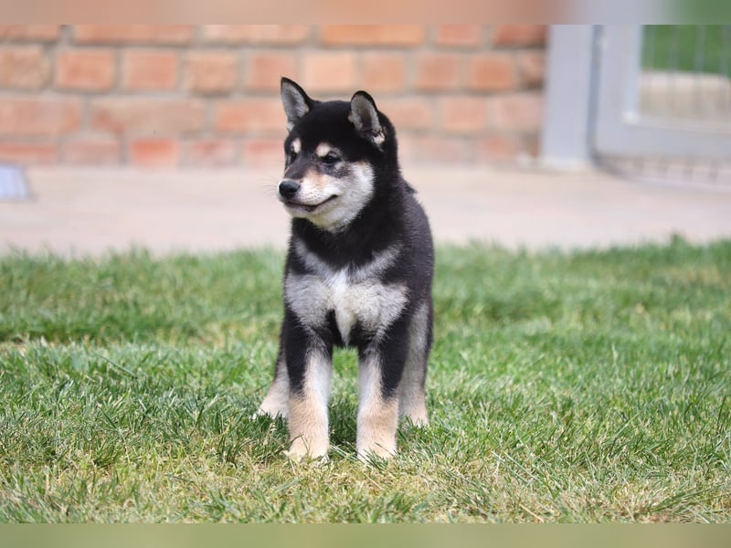 Shiba inu Welpen