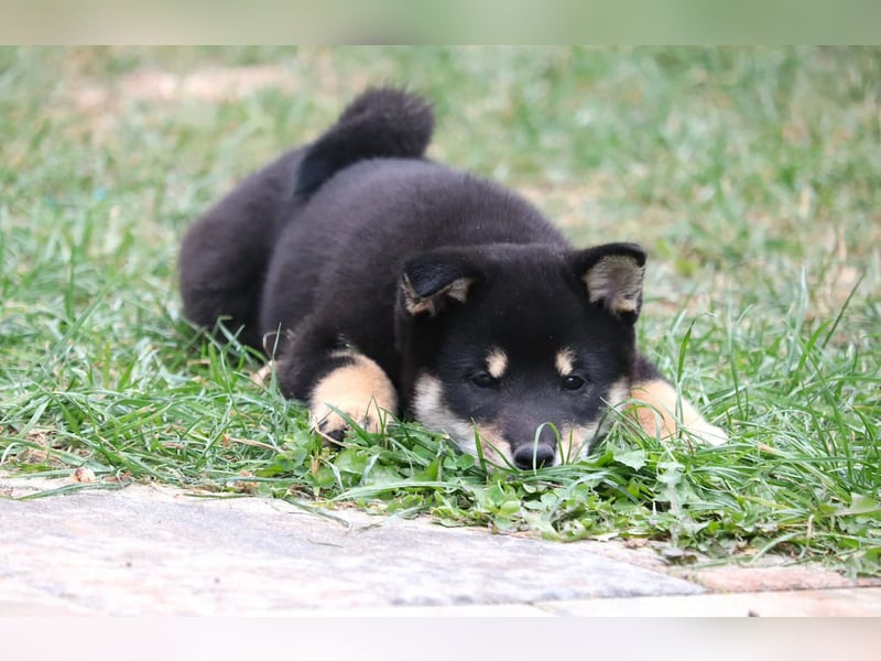Shiba inu Welpen