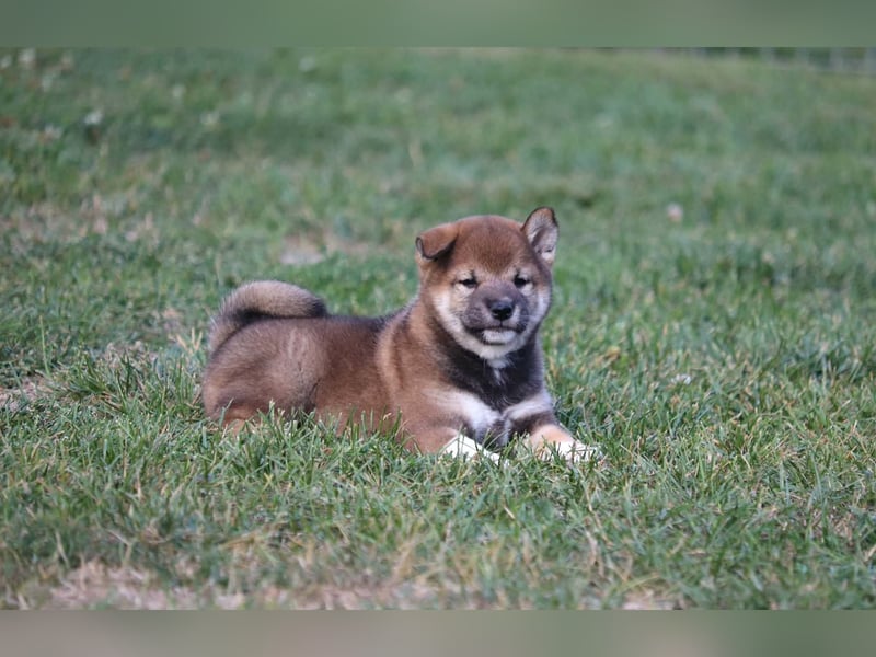 Shiba inu Welpen