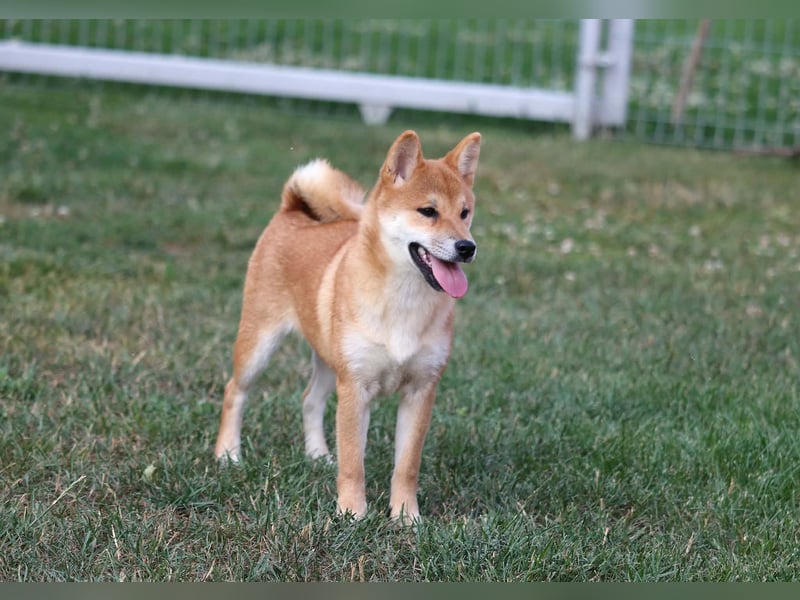 Shiba inu Welpen