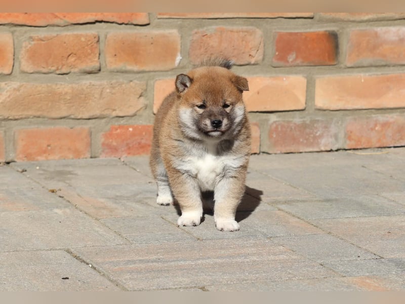Shiba inu Welpen