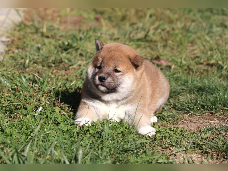 Shiba inu Welpen