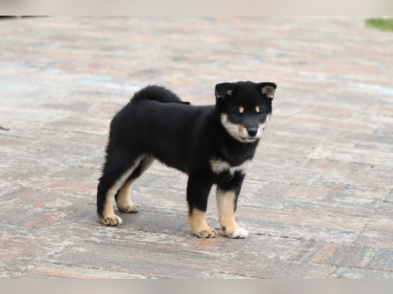 Shiba inu Welpen