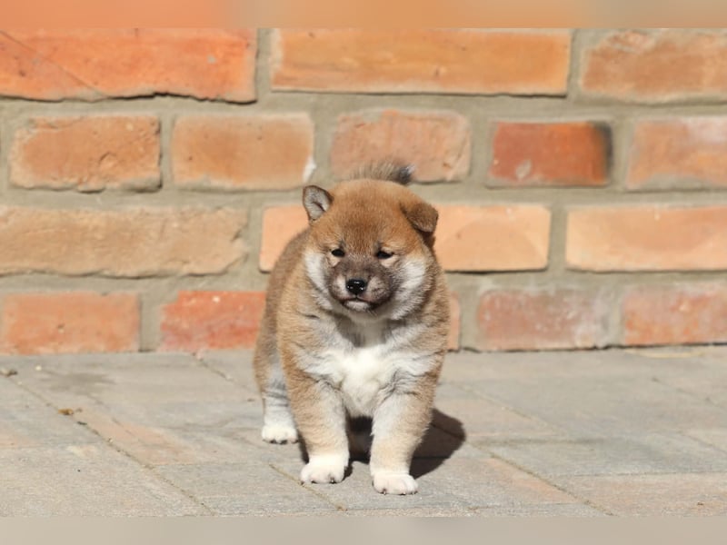 Shiba inu Welpen