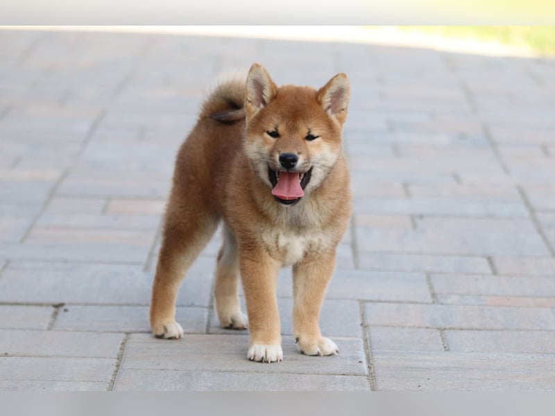 Shiba inu Welpen