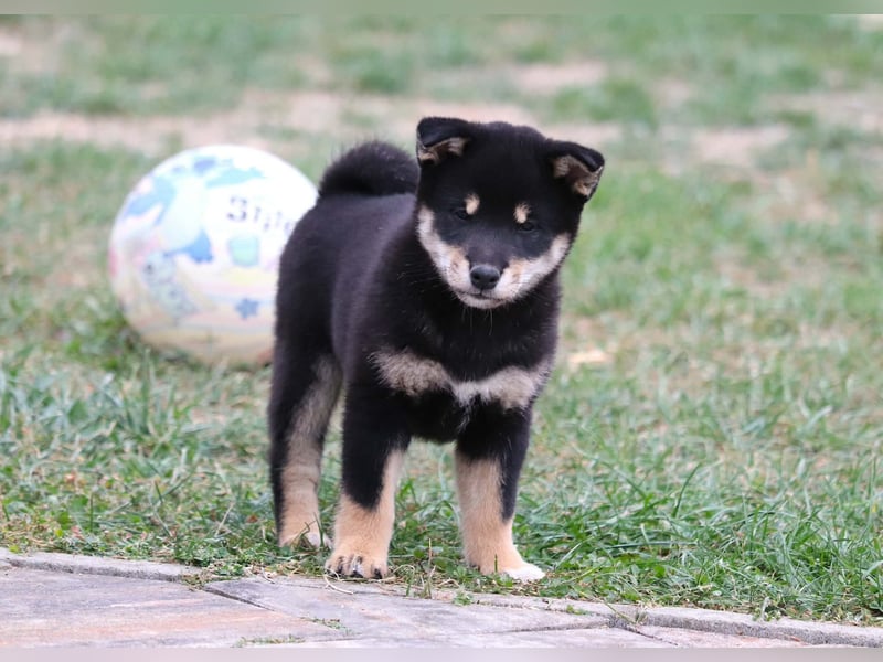 Shiba inu Welpen