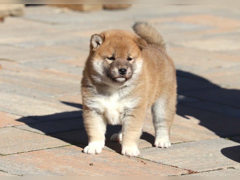 Shiba inu Welpen
