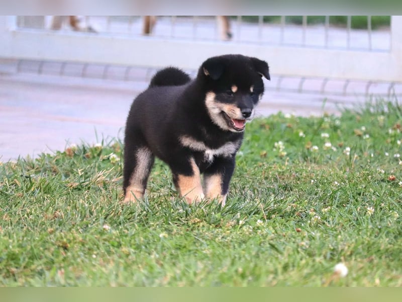 Shiba inu Welpen