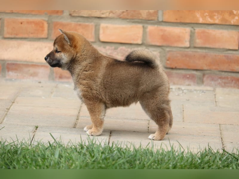 Shiba inu Welpen