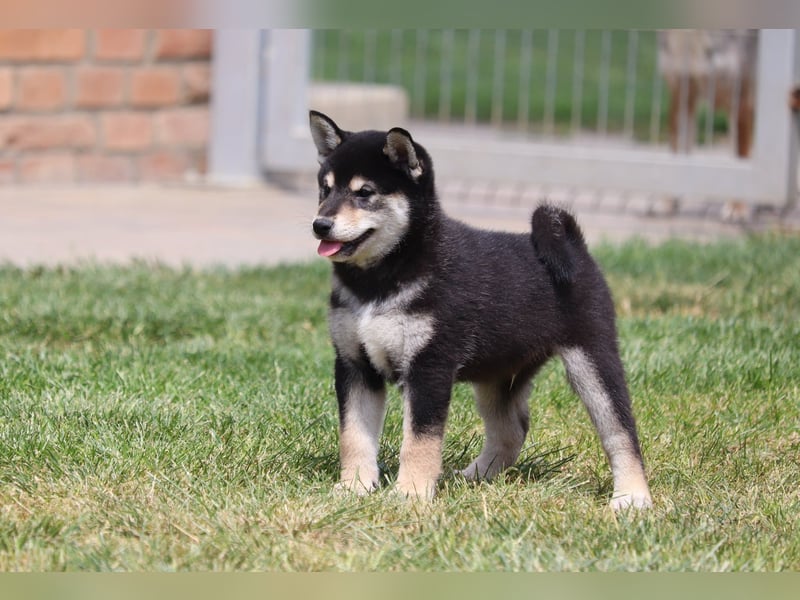 Shiba inu Welpen