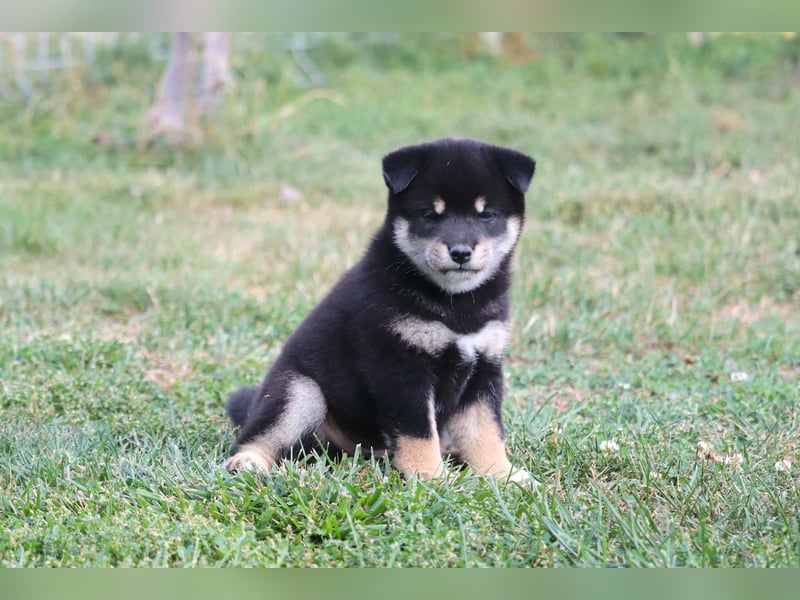Shiba inu Welpen