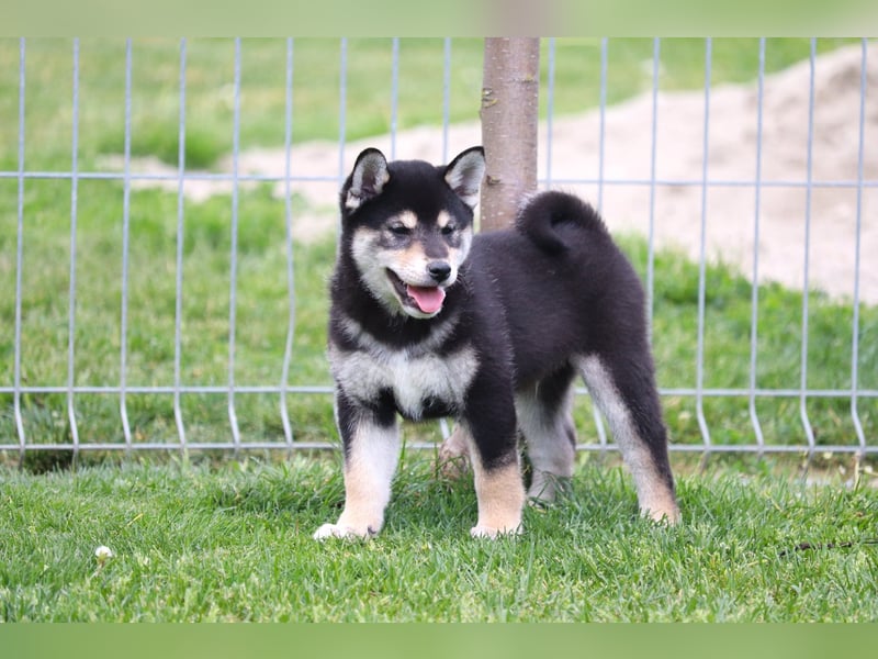 Shiba inu Welpen