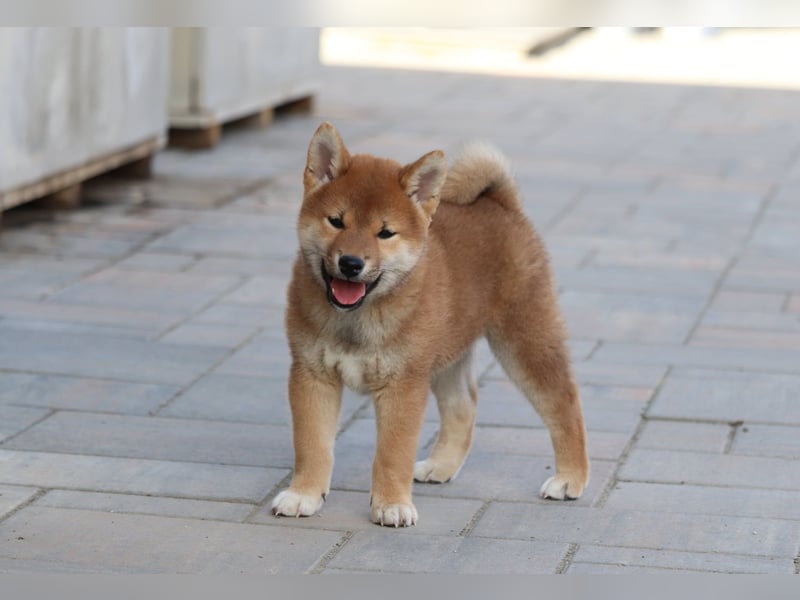 Shiba inu Welpen