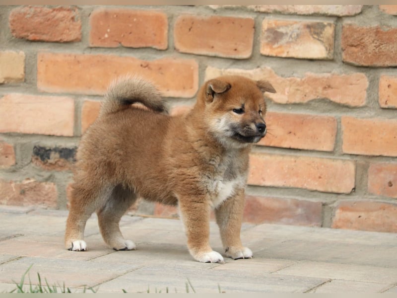 Shiba inu Welpen
