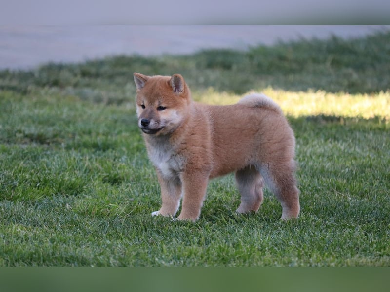Shiba inu Welpen