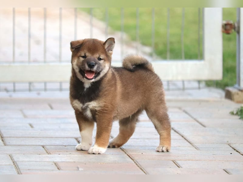 Shiba inu Welpen