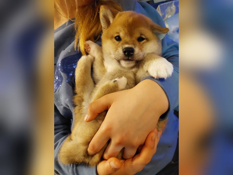 Shiba Inu Knuddels suchen verantwortungsvolles zu Hause