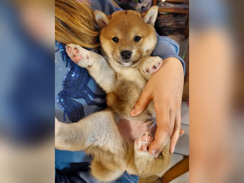Shiba Inu Knuddels suchen verantwortungsvolles zu Hause