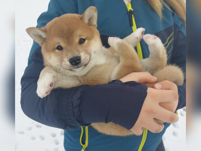 Shiba Inu Knuddels suchen verantwortungsvolles zu Hause
