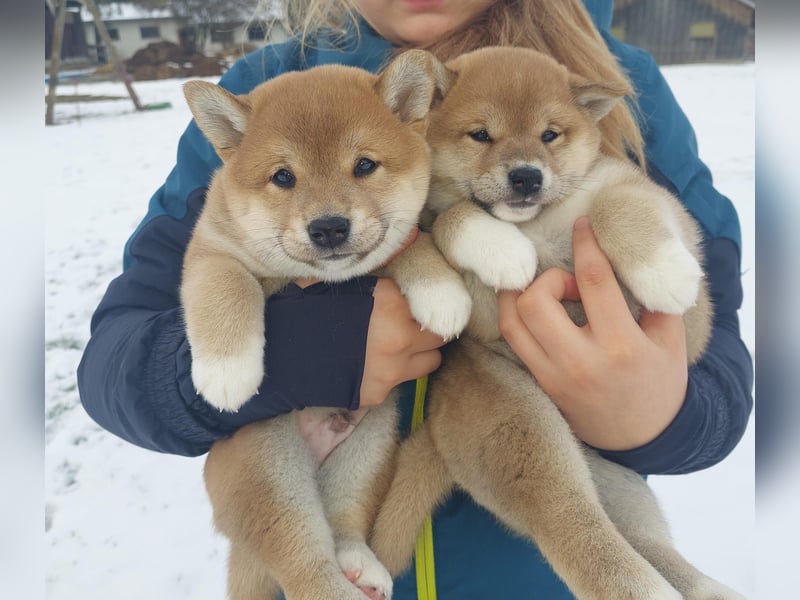 Shiba Inu Knuddels suchen verantwortungsvolles zu Hause