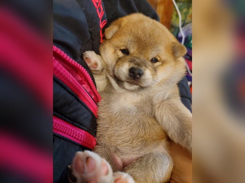 Shiba Inu Knuddels suchen verantwortungsvolles zu Hause